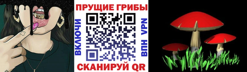 ссылка на мегу tor  Шимановск  Псилоцибиновые грибы GOLDEN TEACHER  купить наркоту 